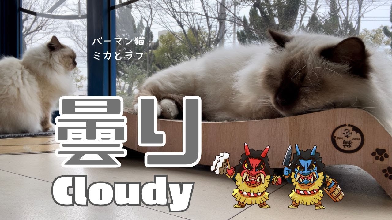 バーマン猫ミカとラフ【曇り】Cloudy（バーマン猫）Birman/Cat