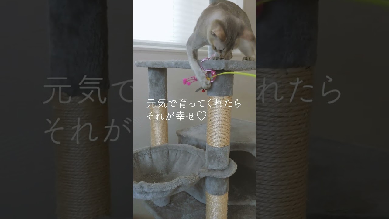 【シンガプーラの遊び】子猫×じゃれ猫ブンブン（みつばち）#子猫#遊び#shorts