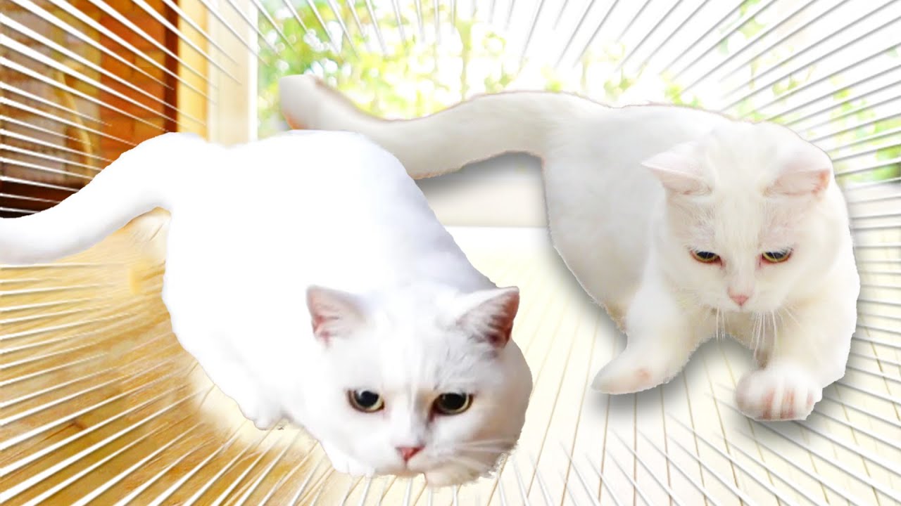 アスリート並みの体力を持つかわいい白猫！