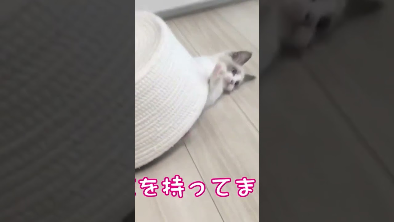 カタツムリラグドール