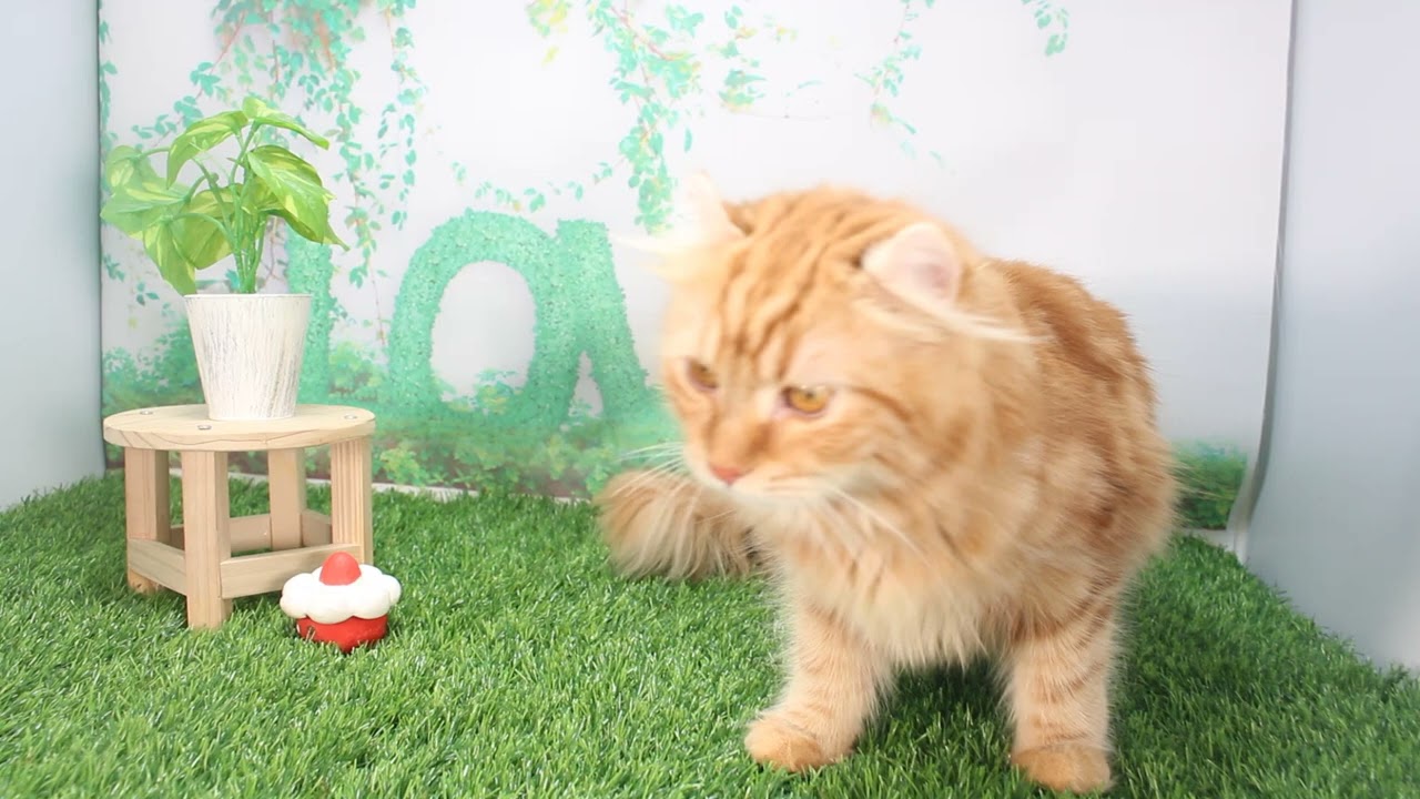 Coo&RIKU　No624465 アメリカンカール