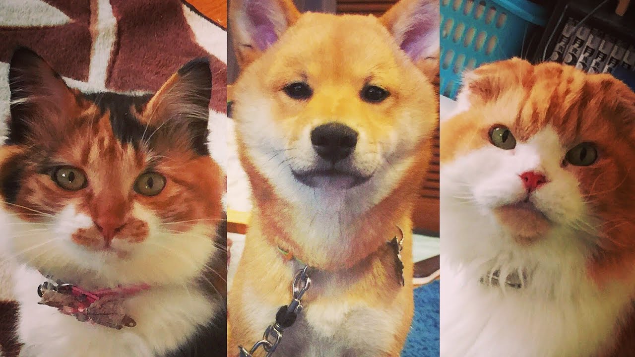 柴犬をしつけた猫の思い出【スコティッシュフォールド】