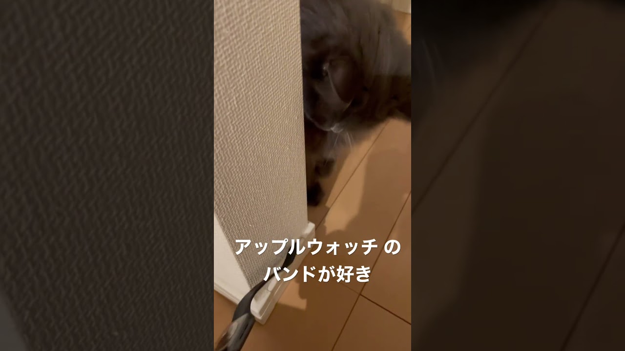 変わった物ばかりで遊ぶラガマフィン　 #ラガマフィン #猫のいる暮らし #猫動画