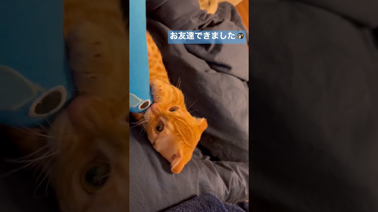 新しい相棒🐧 #キンカロー #猫 #子猫 #猫のいる暮らし #cat #catlover #catvideos #catlovers #고양이 #catvideo