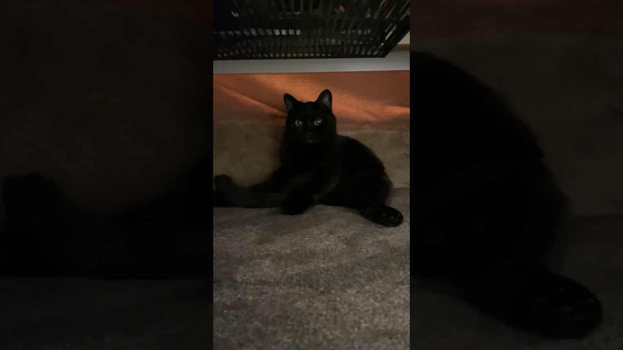 スコティッシュフォールドに憧れて炬燵の中でスコ座りの練習をする黒猫#shorts