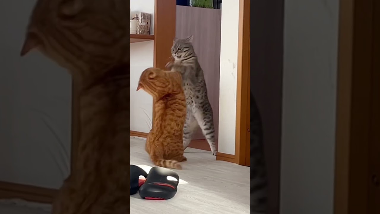 これがマンチカンの底力！ #shorts