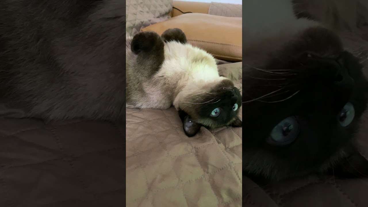 【2023.03.19】今日のシャム猫のふくさん（音無し）【たぬき猫】 #Shorts