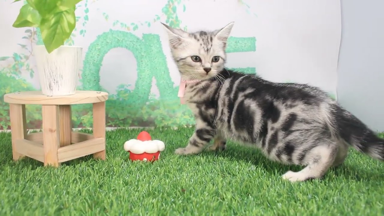 ペットショップcoo&riku No.623323　アメリカンショートヘアー