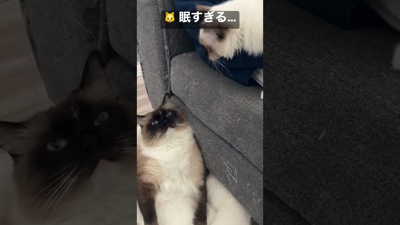 アライグマ似ているラグドールのたぬきみたいな猫 #ラグドールがお父さん座りして眠すぎる #ラグドール #ラグドール子猫 #ragdoll #kitten #こねこ #ねこ #ねこのいる生活