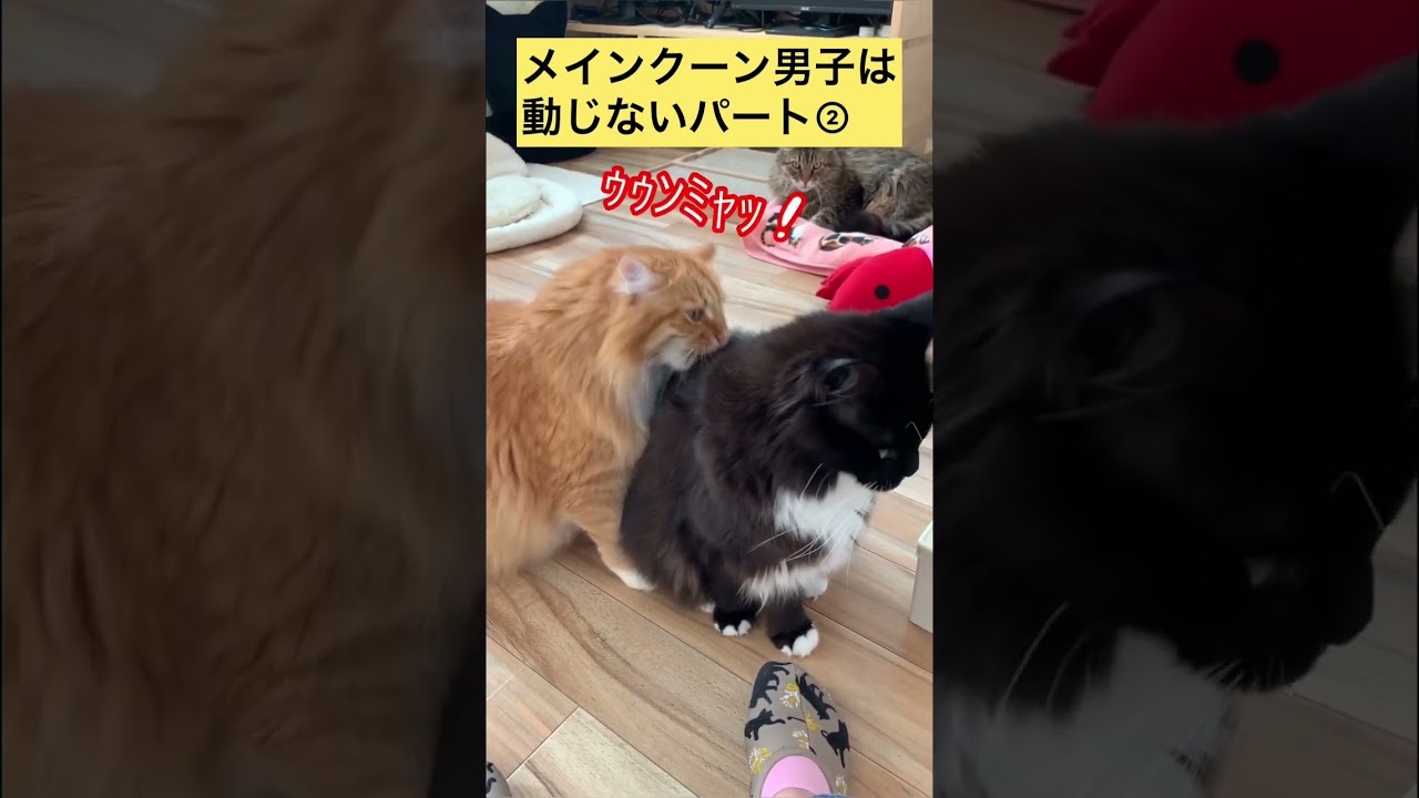 【メインクーン】メインクーン男子は動じないパート② #メインクーン #かわいい猫 #茶トラ #猫動画おもしろい #白黒猫 #猫カフェ