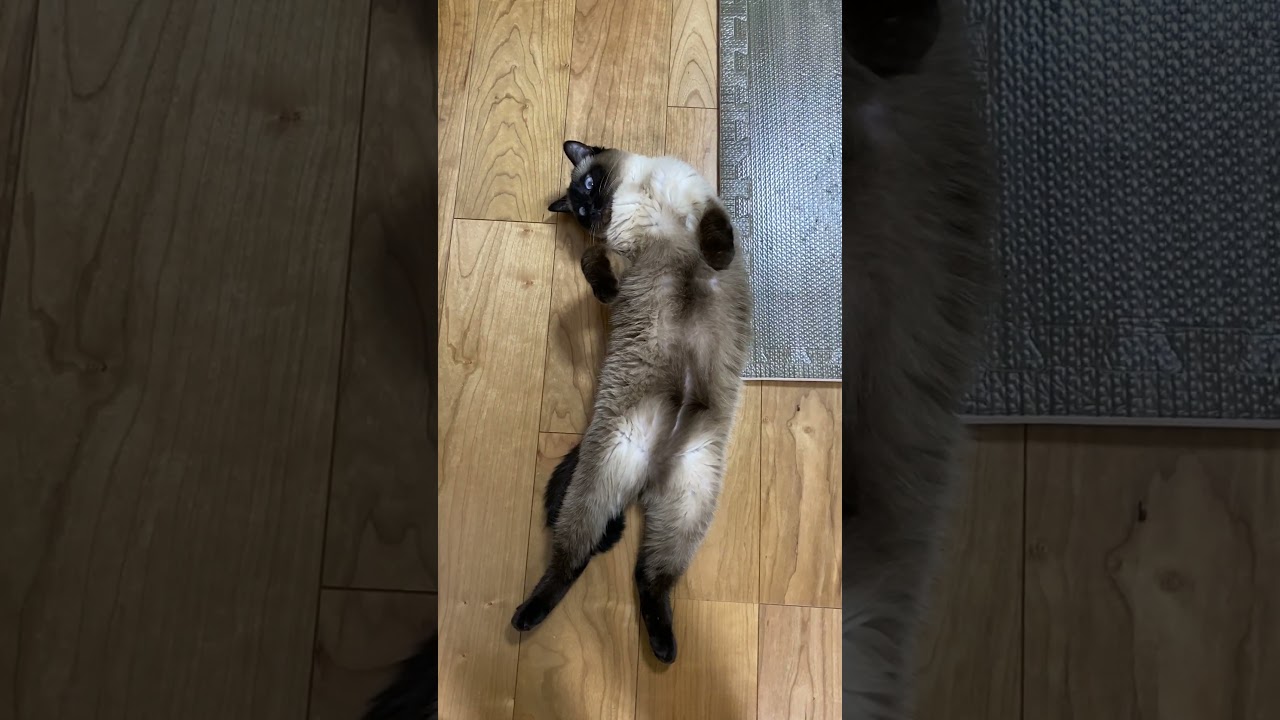 【2023.03.13】今日のシャム猫のふくさん（音無し）【たぬき猫】 #Shorts