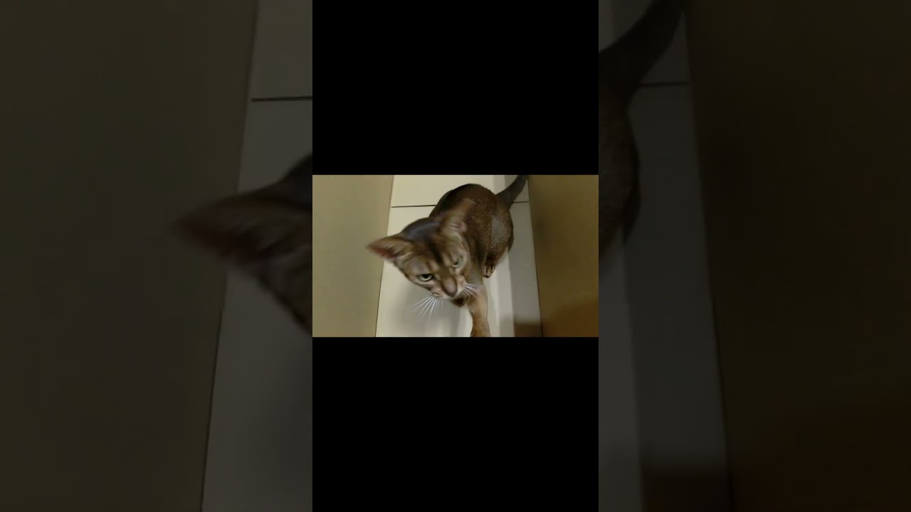 ネコ動画あび#743　#shorts　あびの毎日　アビシニアン　あびブログ