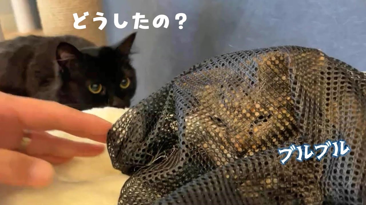 病院へ行くことになったビビとりんちゃんのお話　697話