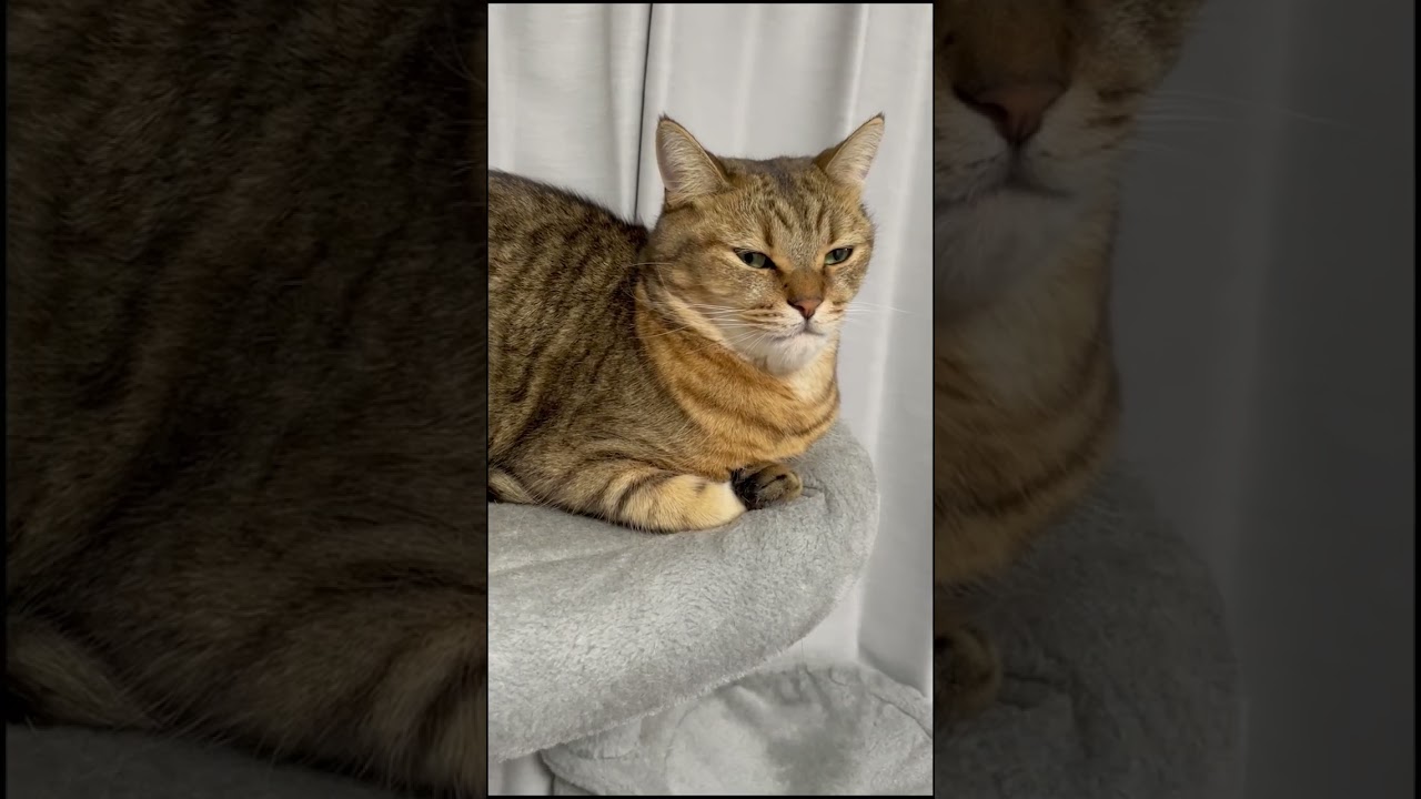 猫に小顔マッサージしたら細くなりすぎたｗｗｗ　#shorts