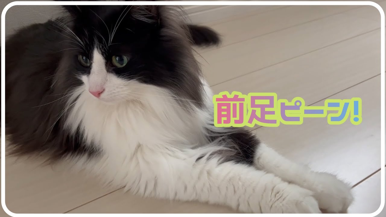 前足をそろえて座る猫が可愛い｜ノルウェージャンフォレストキャット