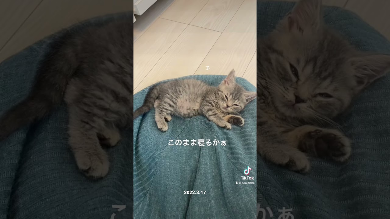 うたた寝ネコ #スコティッシュフォールド #猫好き #こねこ