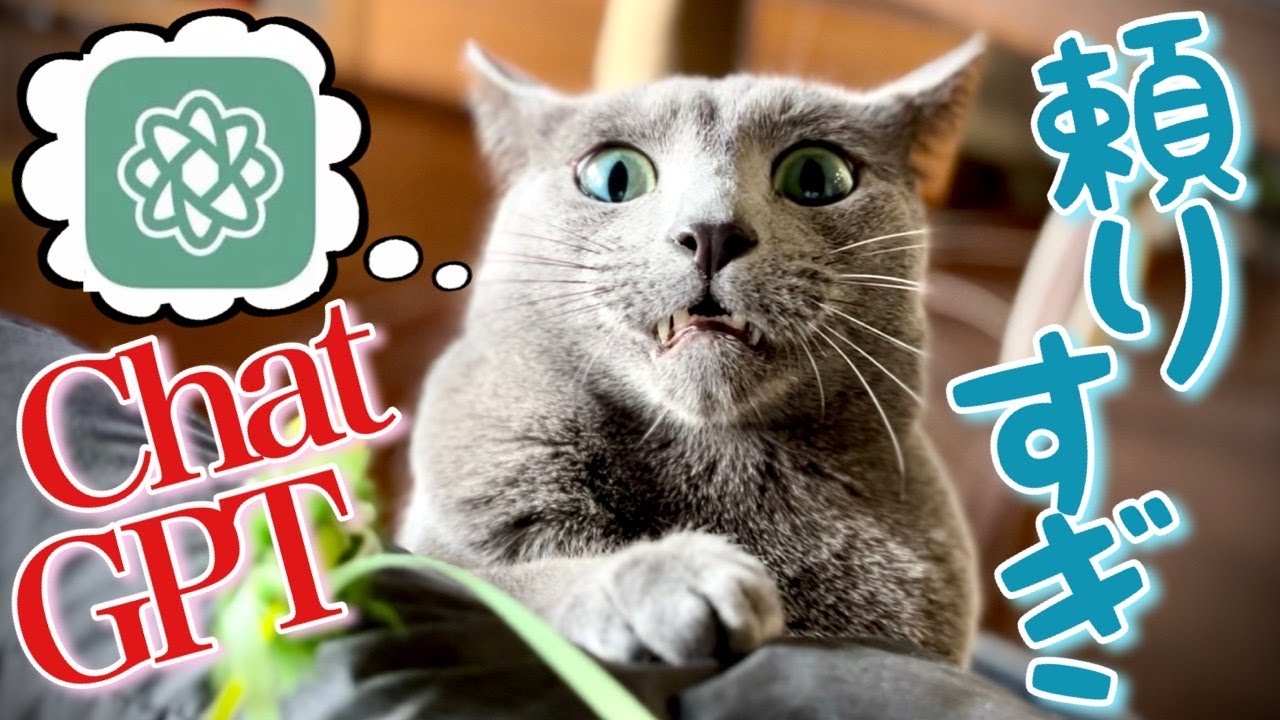 ロシアンブルー | 猫と遊ぶ最適な頻度,時間をChatGPTで調べてみました [Russian Blue cat Kotetsu] Investigation on ChatGPT about cat