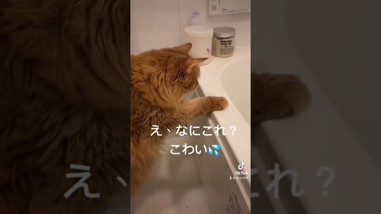 魚のおもちゃを怖がる猫💜#shorts #ねこ #ソマリ