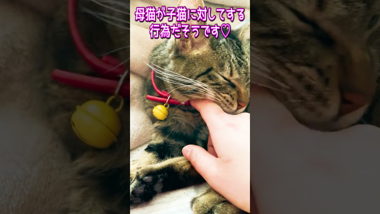 主を子猫だと思っている猫の行動がこちら☺️💓 #shorts #あにまるほんぽ #保護猫 #cat #cutecat #猫