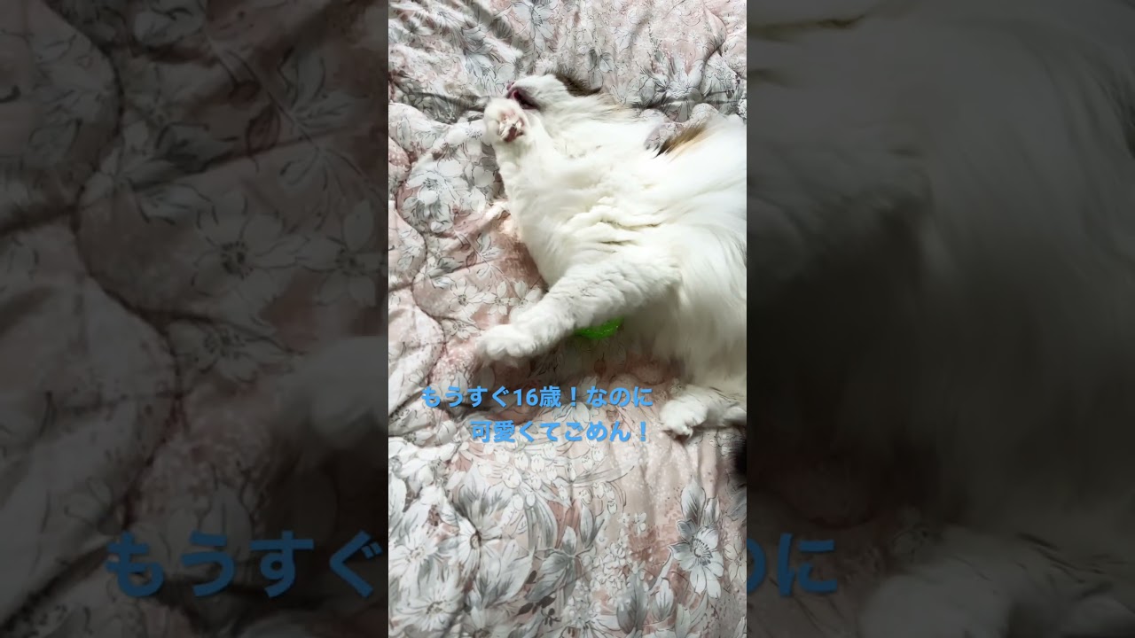 #shorts #shorts #ノルウェージャンフォレストキャット #cats #cat #猫 #大型猫 #猫との暮らし #かわいい猫 #かわいい #norwegianforestcat ＃猫動画