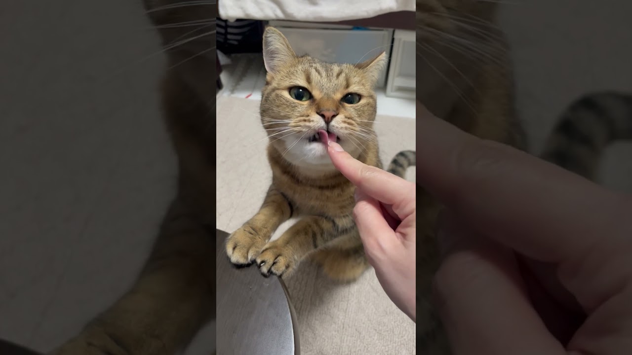 「ブヒッ」と豚さんみたいな声を出す猫ｗｗｗ　#shorts