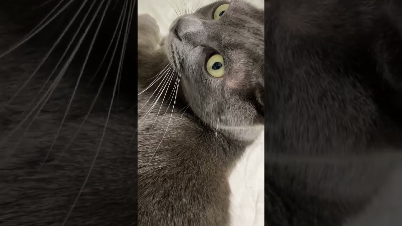 ご飯前の愛猫達 #猫 #ブリティッシュショートヘア #shorts