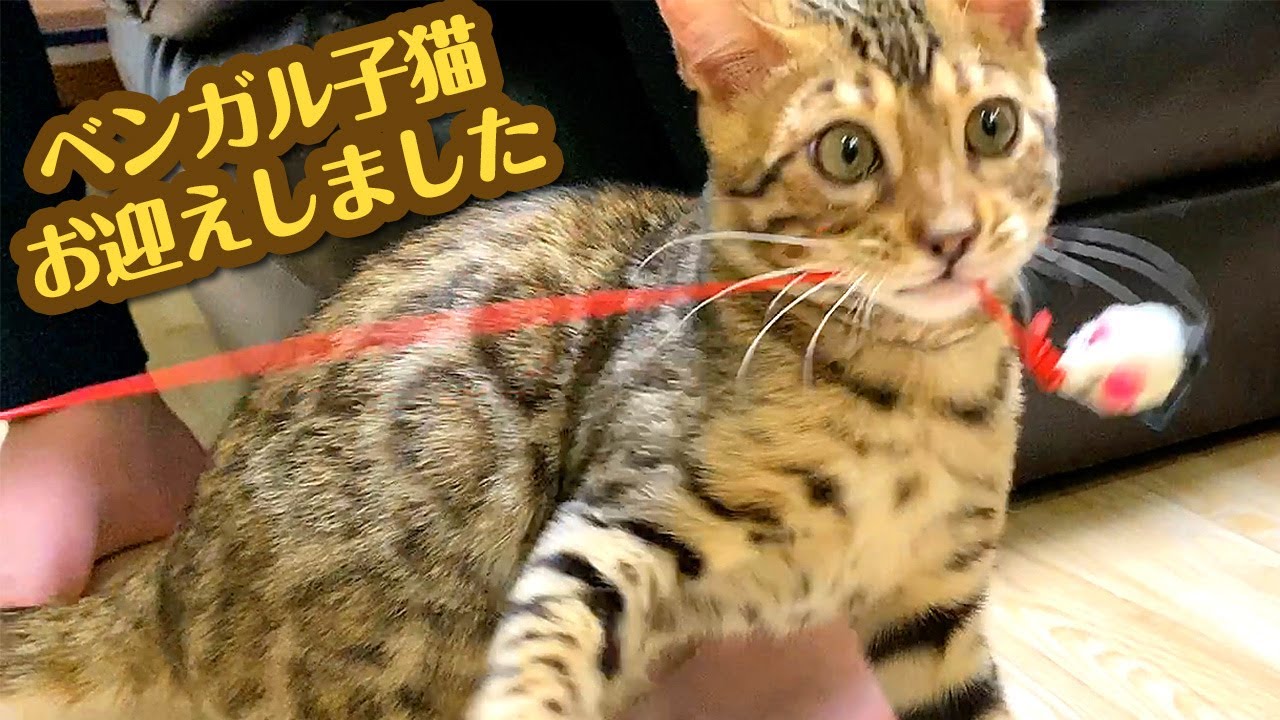 ベンガルの子猫 をお迎えしたら可愛いすぎでした！