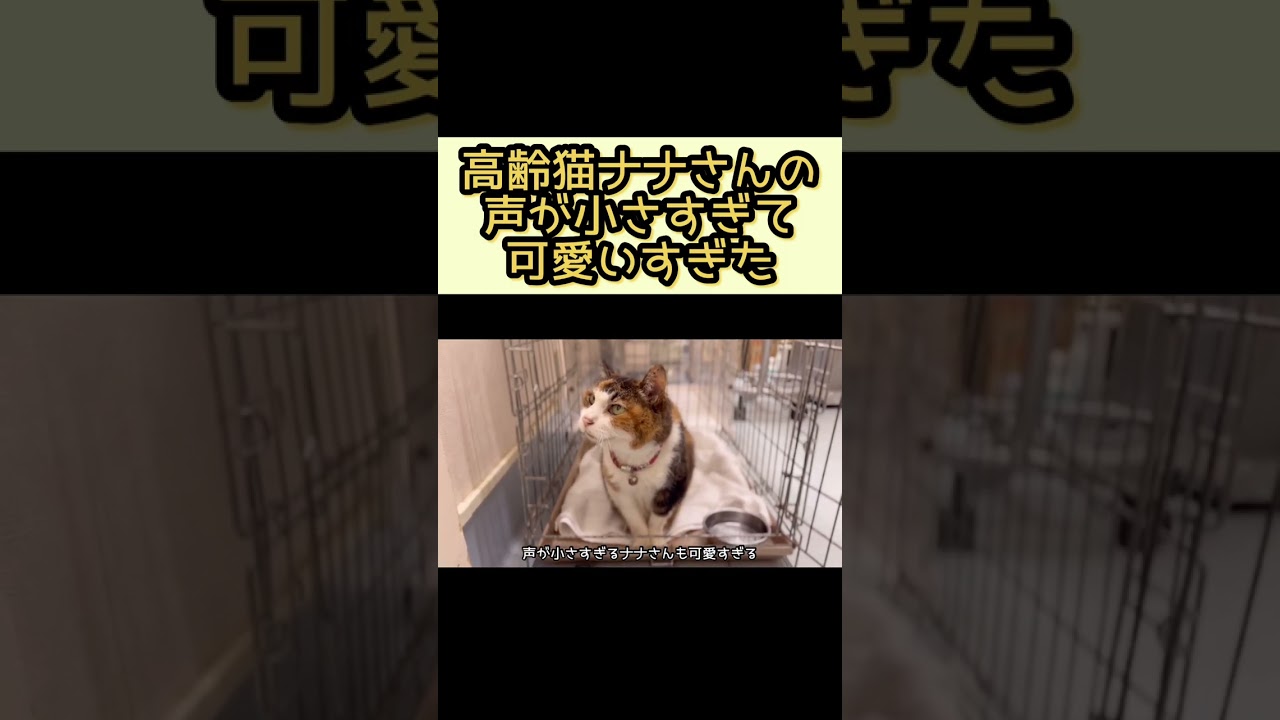 高齢猫ちゃんを呼んだら返事が小さすぎて可愛かった【２６歳猫のナナさん】#shorts