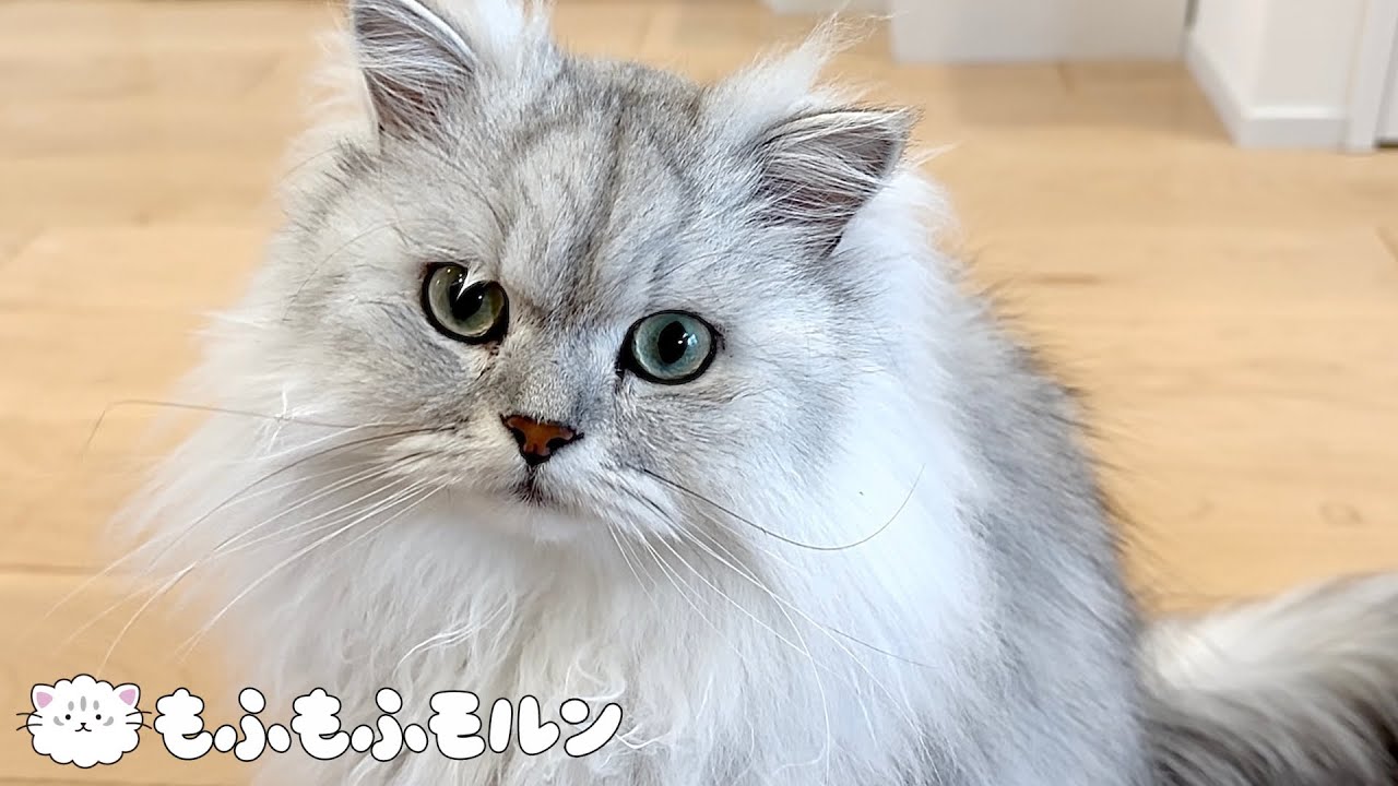 猫の様子がいつもと違います 【サイベリアン】