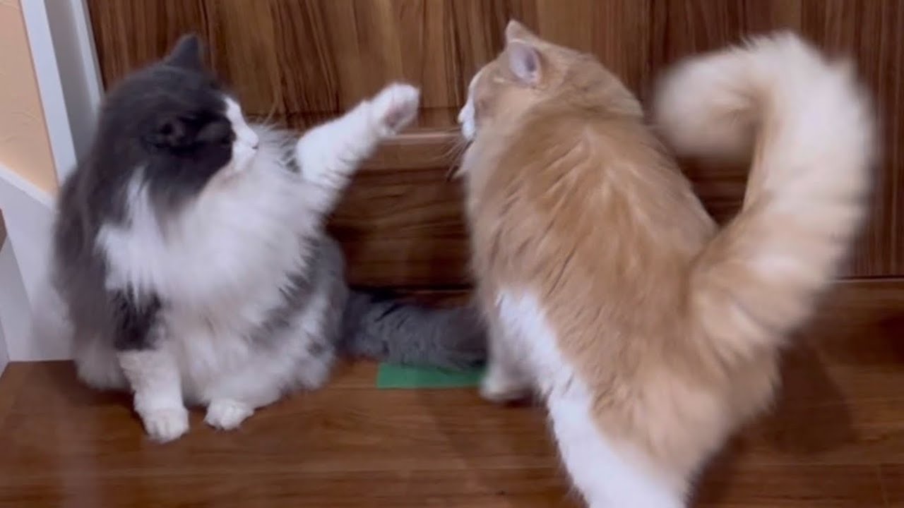 【日常✨】個性豊かな5ニャンズ達❤︎ノルウェージャンフォレストキャットとターキッシュアンゴラ