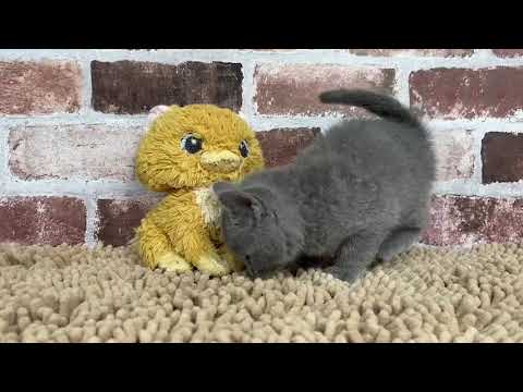 シャルトリュー1/9♂