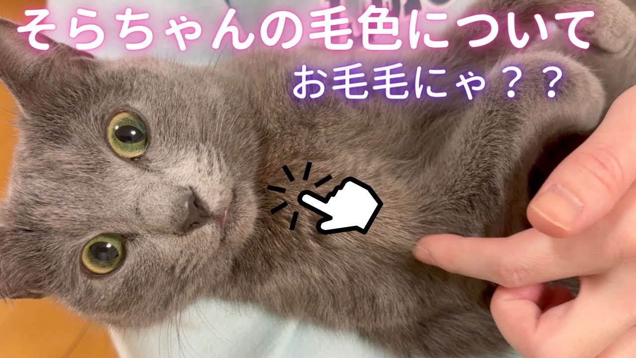 ！字幕あり！【質問】猫さんの毛色について（ロシアンブルー）