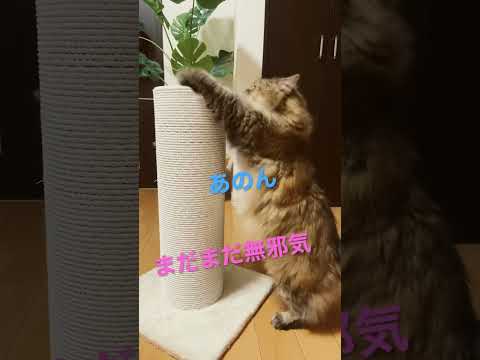 #ノルウェージャンフォレストキャット #大型猫 #cats #猫 #shorts