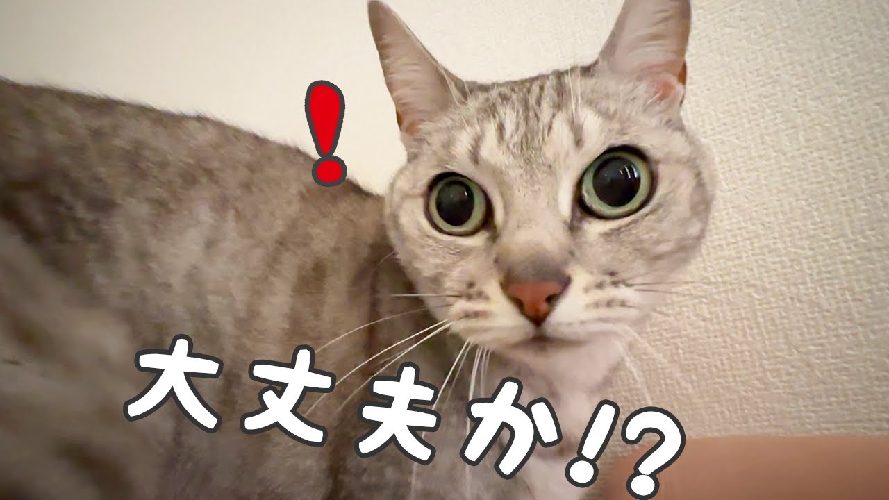 パパの咳を心配して来る猫【でも上に乗る】