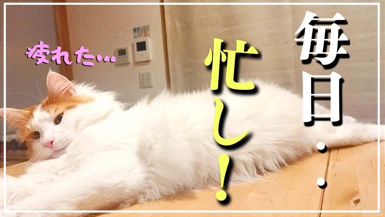 モフモフ長毛猫 毎日のあれが忙しすぎ！【メインクーン】 My maine coon cat is so busy grooming every day!