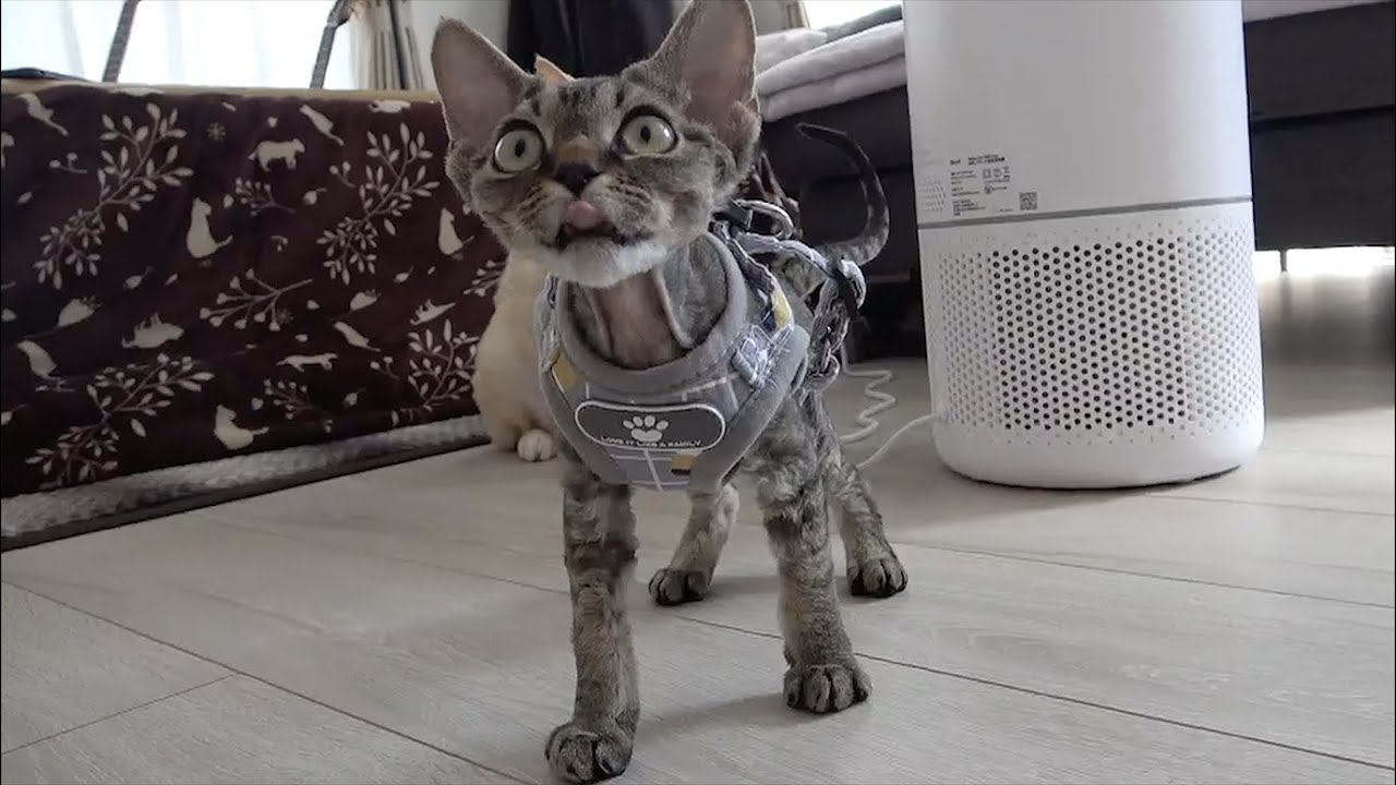 デボンレックスの子猫にハーネスを着せてみました。(Putting a harness on the Devon Rex kitten)