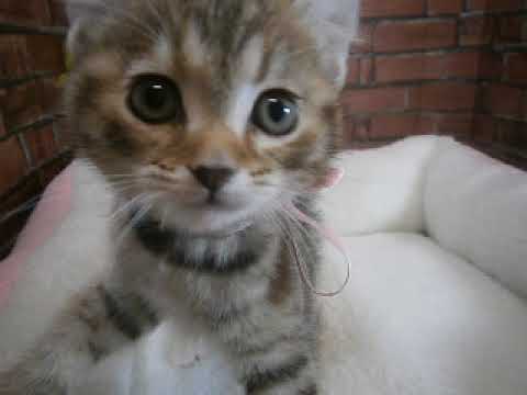 623999 アメリカンカール