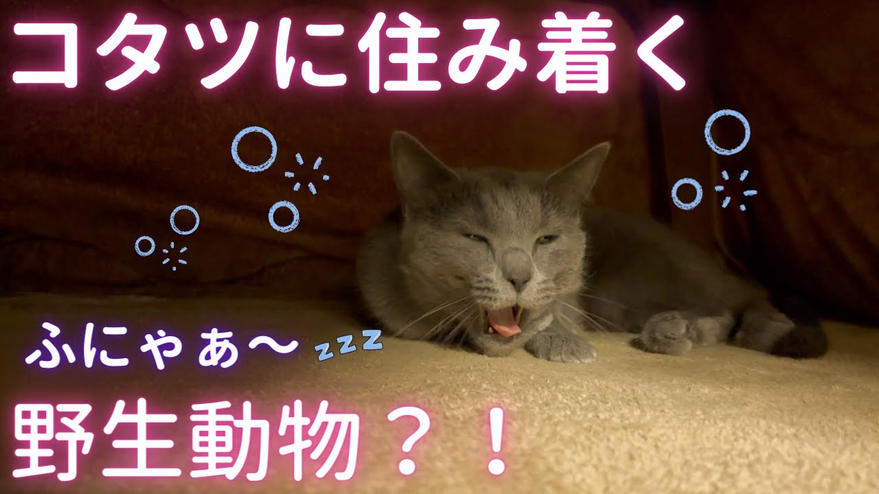 コタツが大好きな生物を観察してみた（ロシアンブルー）