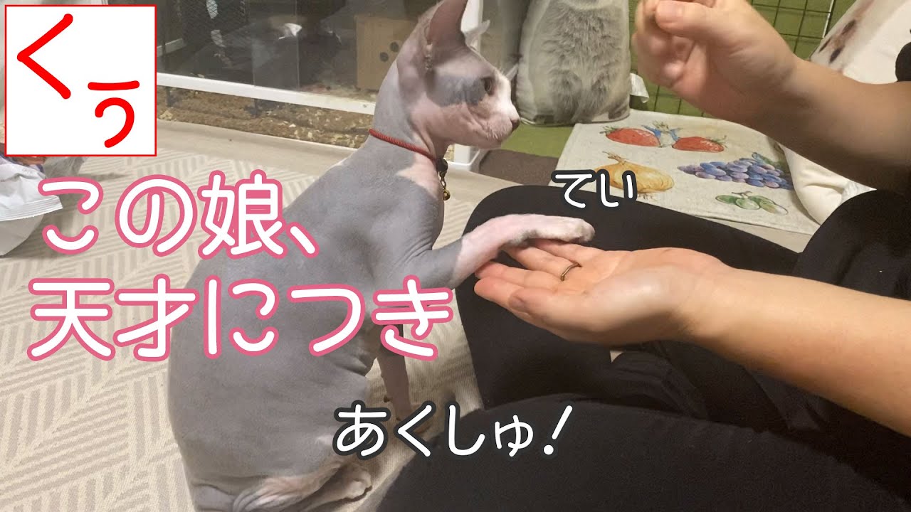 【第106話】天才（！？）無毛猫スフィンクスのくうちゃん、おまわり、おすわり、握手を完全マスター！！スフィンクスは知能が高いことはよくわかった😸素晴らしい💖