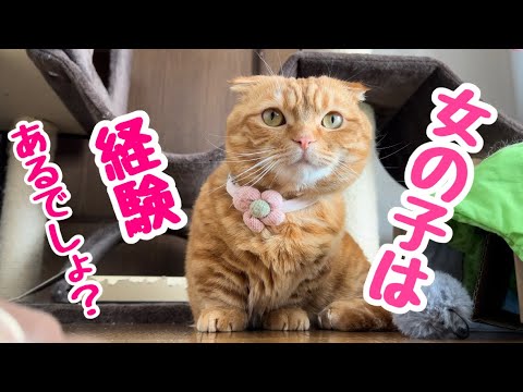 拗ねた人間の女子みたいな、あるある行動をはじめた猫