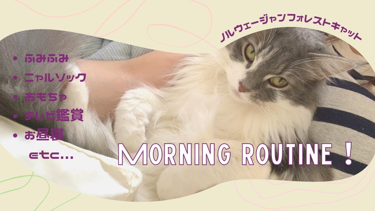 Lila VLOG #13【モーニングルーティン！？】ノルウェージャンフォレストキャットのとある休日の午前中の過ごし方♡