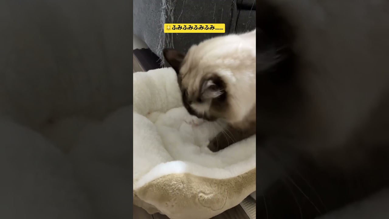 ラグドールのたぬきに似た猫に新しい布団あげたらふみふみしてくれました#shorts #ragdoll #ショート #ラグドール