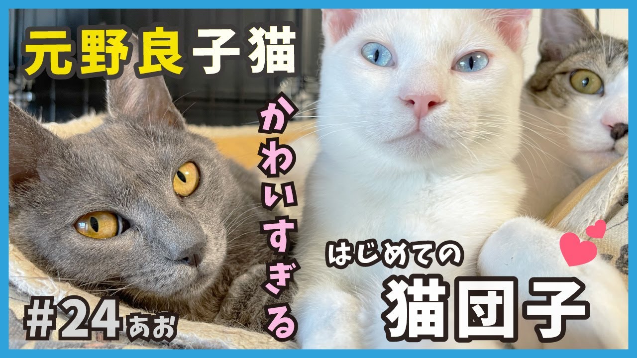 24 猫団子が可愛い！保護したロシアンブルーっぽい元野良猫が家猫になるまで...【あお・迷い子猫はプチ怪獣】