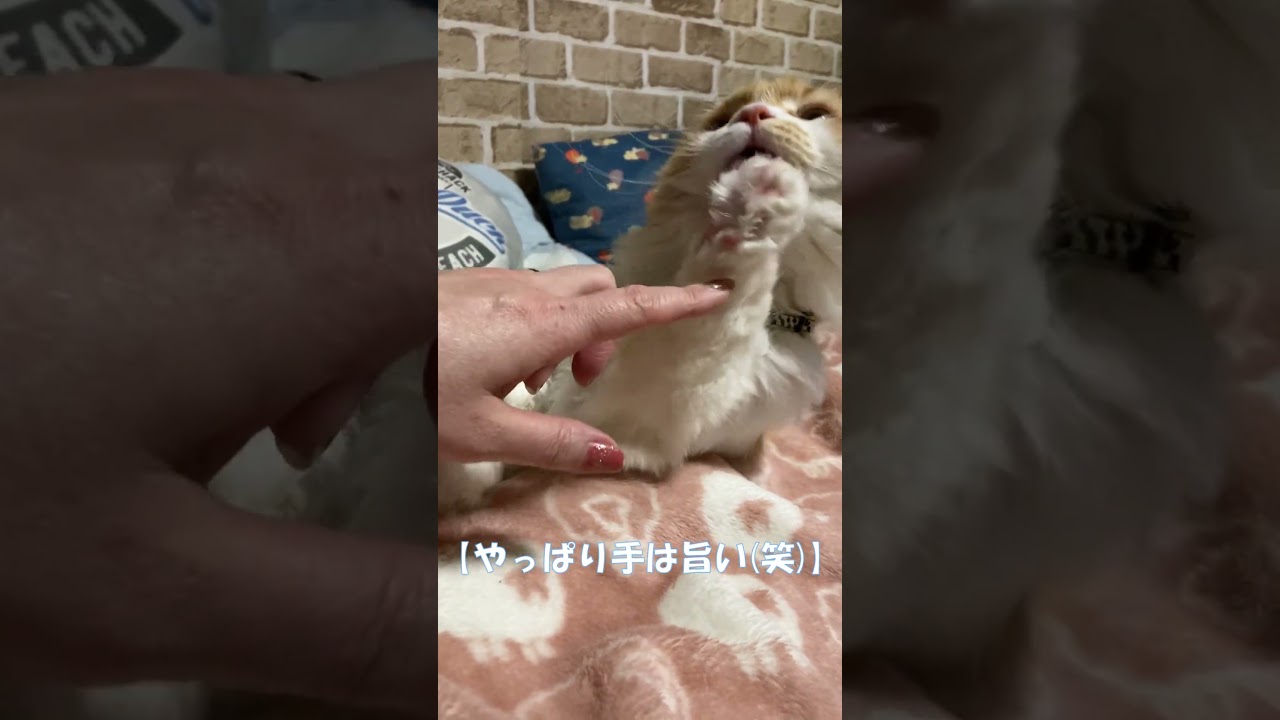 やっぱり手は旨い(笑) #shorts  #猫 #アメリカンカール #cat