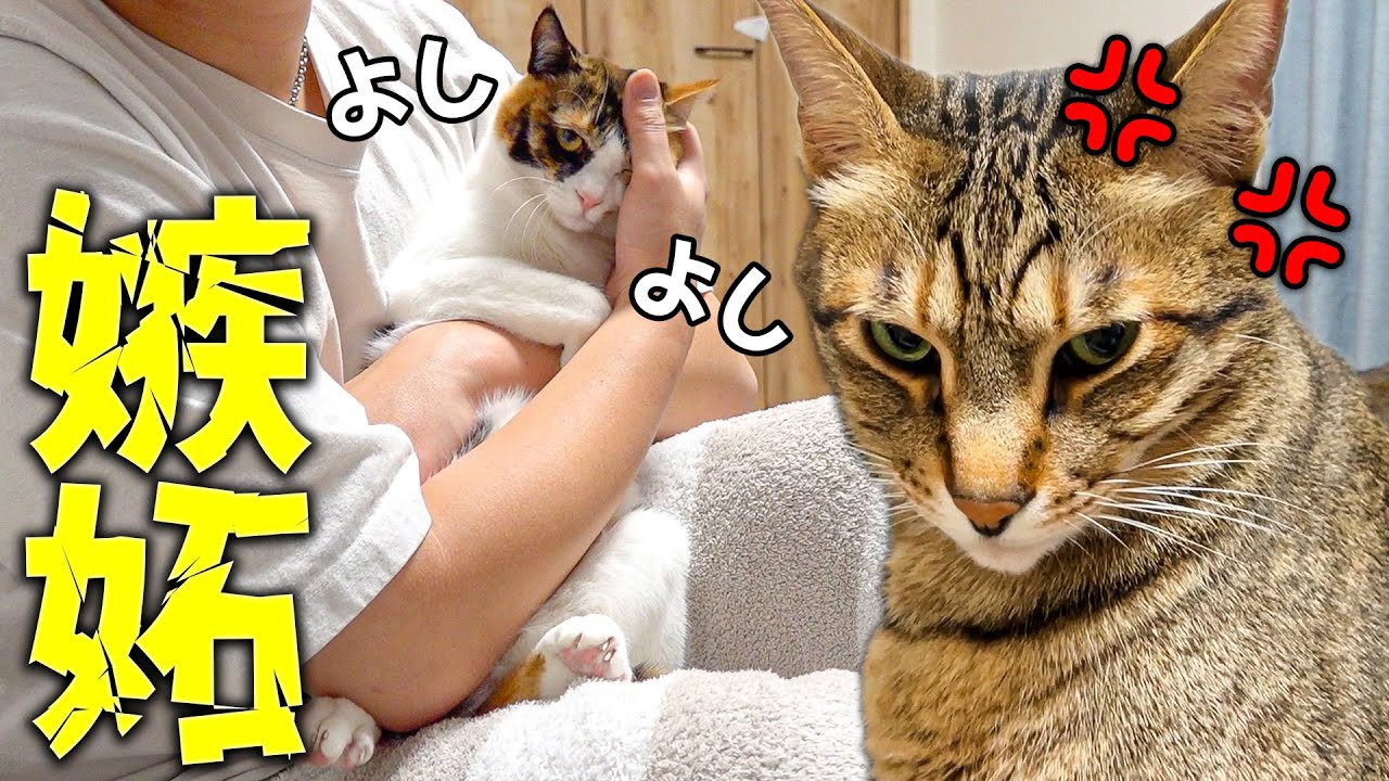 大好きな飼い主が他のネコばかり可愛がってしまった結果、、、