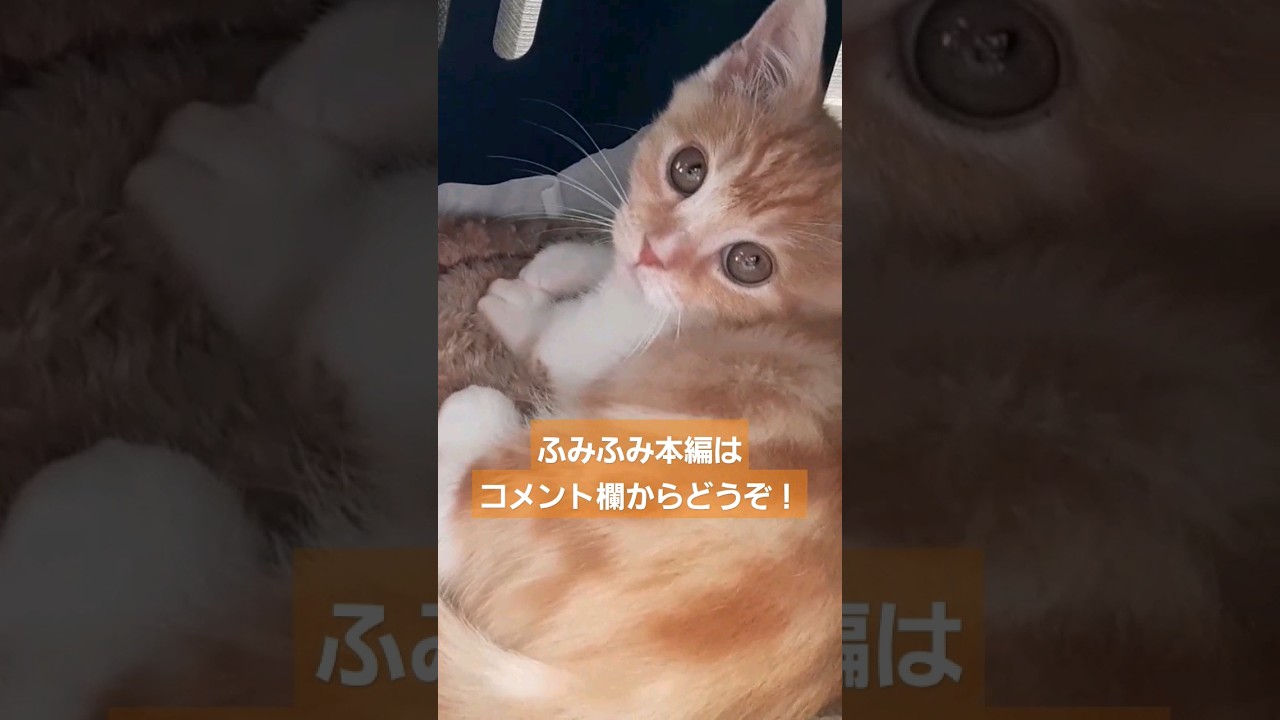 【大好評シリーズ】毛布ふみふみが可愛すぎる子猫その3 #shorts #cat #ふみふみ