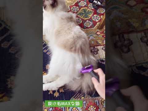 抜け毛MAXなラグドール猫