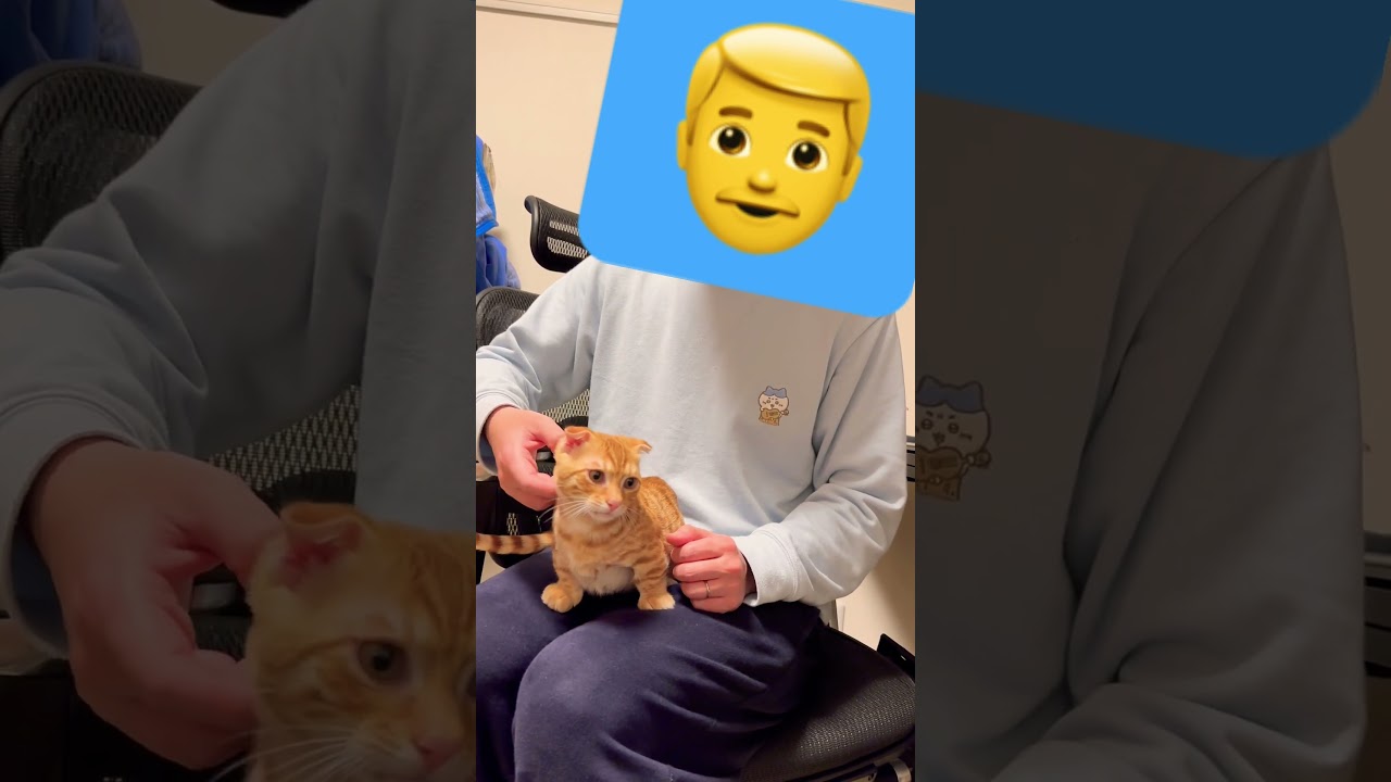 耳のマッサージですよ〜 #キンカロー #猫 #マッサージ #子猫 #猫のいる暮らし #cat #catlover #catvideos #고양이 #catlovers #catvideo