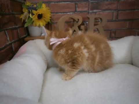 623983 アメリカンカール