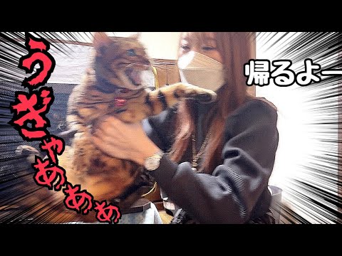 実家に4日もいると猫が帰るの拒否してくる説